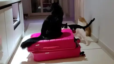 Streamerin muss Pause machen: Drei Katzen übernehmen das Kommando bei Twitch-Stream