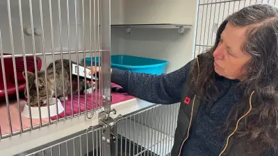 Streunerkatze im Zeitzer Tierheim: Kein Chip, aber großer Hunger - Alltag der Aufnahme