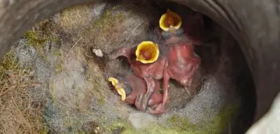 Studie an Wachteln belegt: Intensive Elternschaft führt zu schnellerer Alterung