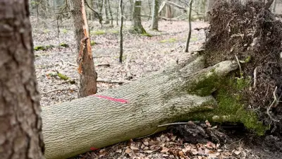 Tödlicher Baum bei Ostereiersuche: Esche war zur Fällung markiert