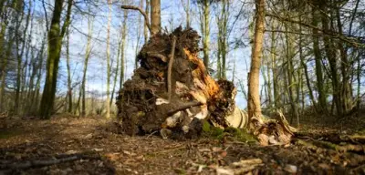 Tödlicher Baumsturz bei Ostereiersuche in Satrupholm: Drei Tote und Verletzte