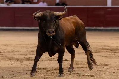 Tödlicher Vorfall in Málaga: Kampfstier tötet ehemaligen Matador bei Arena-Vorbereitung