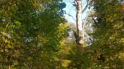 Teterow schützt Wald als Öko-Konto: Stadt erhält über 200.000 Euro für Naturschutz
