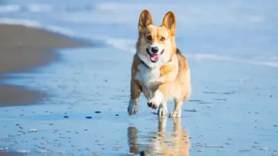 Tierarzt warnt: Mittelmeer-Urlaub kann für Hunde zur tödlichen Falle werden