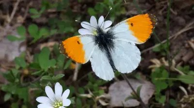 Tierische Nachbarn in Halle: Der leuchtende Frühlingsgast kehrt zurück