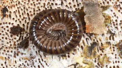 Tierische Nachbarn in Halle: Nachaktiver Bewohner der Dölauer Heide im Fokus