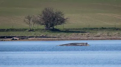 Tierschützer bilden Menschenkette für gestrandeten Buckelwal vor Insel Poel