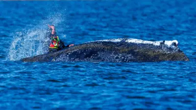Timmy-Debatte: Wal-Rettung oder falsche Prioritäten? Ein Streitgespräch
