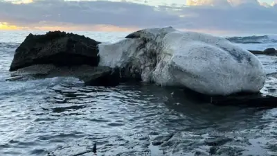 Toter Wal vor Sydney: Haie fressen Kadaver – Strände gesperrt