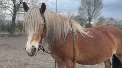Tragödie im Tiergehege: Besucher füttern Pferd mit Brot - Tier stirbt qualvoll