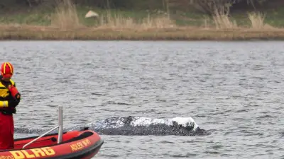Traurige Szenarien: So könnte Wal Timmy getötet werden