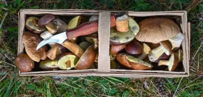 Tschernobyl-Folgen: Radioaktivität in deutschen Wäldern noch messbar