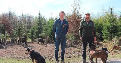 Tschernobyl-Folgen: Wildschweine in München noch immer radioaktiv belastet