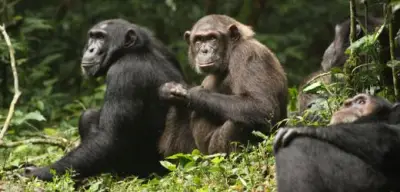 Uganda-Studie: Bürgerkrieg unter Schimpansen liefert Lehren für menschliche Konflikte