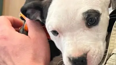 Undercover-Recherche: Tierschützer zeigen Veterinäramt an – Illegale Kampfhund-Vermittlung?