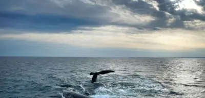 UNO meldet Meilenstein: Über 10 Prozent der Ozeane nun unter Schutz