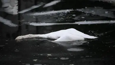 Vogelgrippe in Berlin: Jeder fünfte tote Wildvogel diesen Winter infiziert