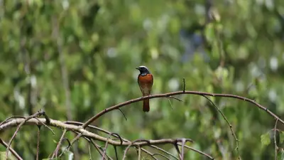 Vogelstimmen-Wanderung im Naturpark Mecklenburgische Schweiz
