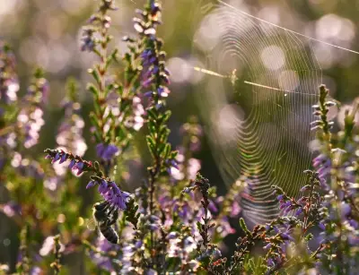 Von Asseln bis Spinnen: So verwandeln Sie Ihren Garten in ein Paradies für Nützlinge