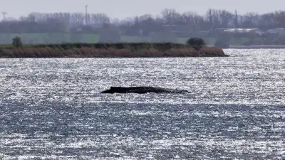 Wal-Drama in der Ostsee: Dienstag könnte über Leben und Tod entscheiden