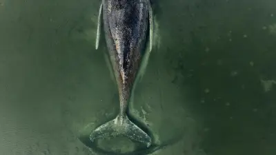 Wal-Drama in der Ostsee eskaliert: Helfer erhalten Morddrohungen nach gescheiterter Rettung