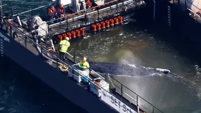 Wal-Drama: Timmy soll zu Buckelwal-Familie gebracht werden