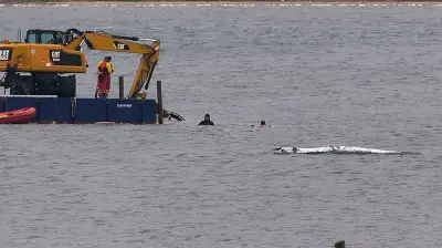 Wal-Rettung vor Poel: Neuer Versuch startet nach Verzögerungen und bürokratischen Hürden