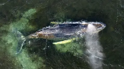 Wal Timmy in der Ostsee: Sterbeprozess und die ethische Frage der Erlösung