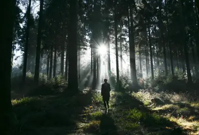 Waldspaziergänge im Frühling: So erkennen und vermeiden Sie Gefahren durch Totholz