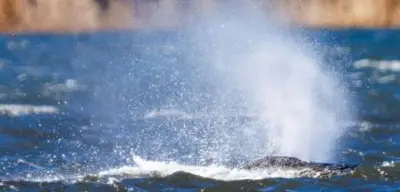 Warum der gestrandete Wal Timmy so viele Menschen bewegt