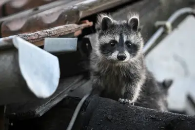 Waschbären in Berlin: Anpassungskünstler als ungeliebte Nachbarn