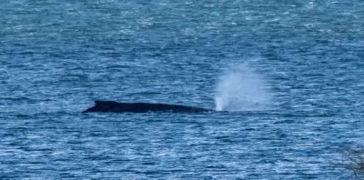 Wasserschutzpolizei: Buckelwal 'Timmy' weiterhin in Ostsee vor Mecklenburg-Vorpommern gestrandet