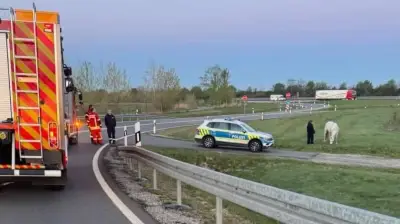 Weiße Stute an A9-Auffahrt entdeckt: Tierrettung in Thurland