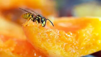 Wespen und Bienen: Häufiger Fehler, den Sie unbedingt vermeiden sollten