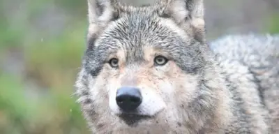 Wolf-Attacke in Hamburg: Zweifel am Biss – Behörde äußert sich zu Theorien
