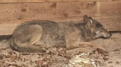 Wolf nach Angriff in Hamburg wieder ausgewildert: Sender überwacht Jungtier