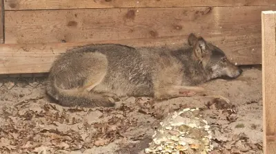 Wolf nach Attacke auf Frau wieder frei: Auswilderung mit Sender in Hamburg