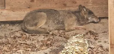 Wolf nach Attacke in Hamburg wieder ausgewildert - Sender überwacht Jungtier