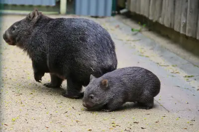 Wombat-Nachwuchs in Halle: Zoo feiert seltene Geburt