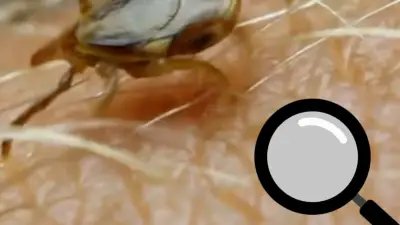 Zecken-Alarm: Mit diesem Smartphone-Hack jede Zecke sofort aufspüren