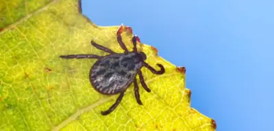 Zeckenalarm: 24 Todesfälle durch FSME und Borreliose in einem Jahr – Zahl der Krankenhausbehandlungen steigt