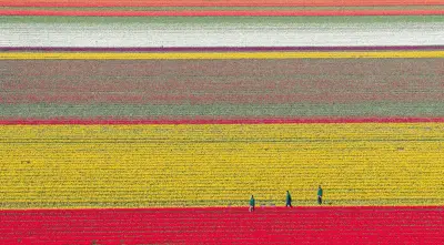 Zehn Millionen Tulpen: Tag des offenen Tulpenfeldes in Niedersachsen