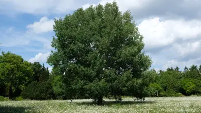 Zitterpappel ist Baum des Jahres 2026: Das Geheimnis hinter dem tanzenden Blätterwald