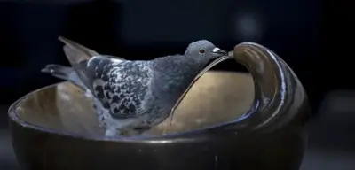 Zürich im Shitstorm: Tierschützer kritisieren brutale Tauben-Keulungen