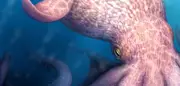 19 Meter langer Riesenkrake aus der Dinosaurierzeit entdeckt
