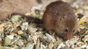 365 Tage, 365 Tiere: Der kugelförmige Nestbewohner von Halle entdeckt