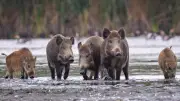 40 Jahre nach Tschernobyl: Verstrahlte Wildschweine werden in Deutschland weiterhin vernichtet
