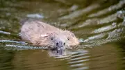 Aiwanger gegen Naturschutz: Streit um Biber, Wolf und Fischotter eskaliert