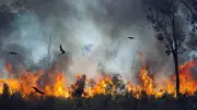 Australiens Firehawks: Greifvögel legen bewusst Feuer für die Jagd