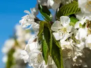 Baumblütenfest in Werder startet mit Höfen und Gärten